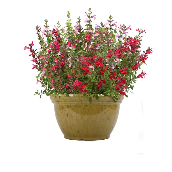 ALTMAN PLANTS #10 Salvia Annual Plant with Assorted Flowers in Capello Planter