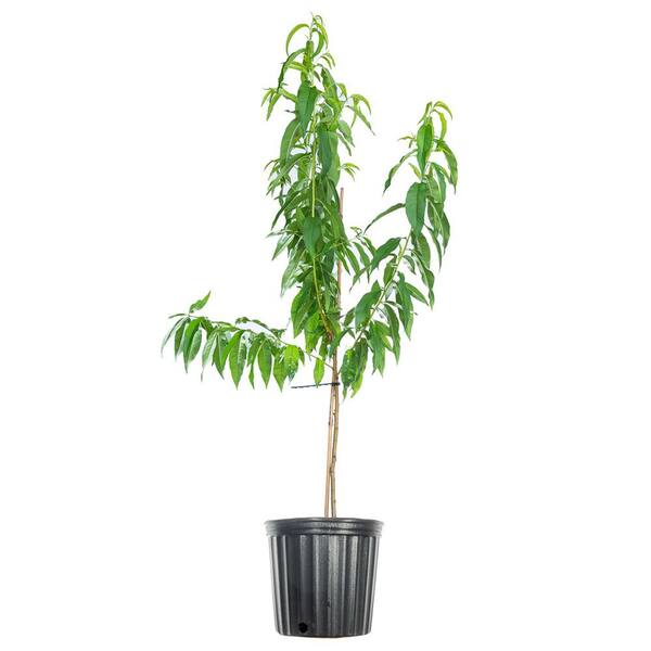 Perfect Plants 4 ft.-5 ft. Tall Carored Peach Tree in Grower's Pot ...