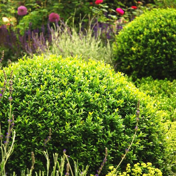 6 to 9 in. Tall, Winter Gem Boxwood Starter Hedge Kit Dormant Bare Root Starter Shrubs (25-Pack)