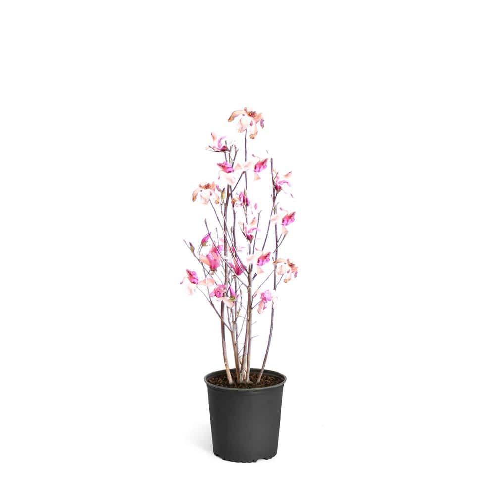 Brighter Blooms 2 Gal. Purple Jane Magnolia Tree MAG-JAN-34