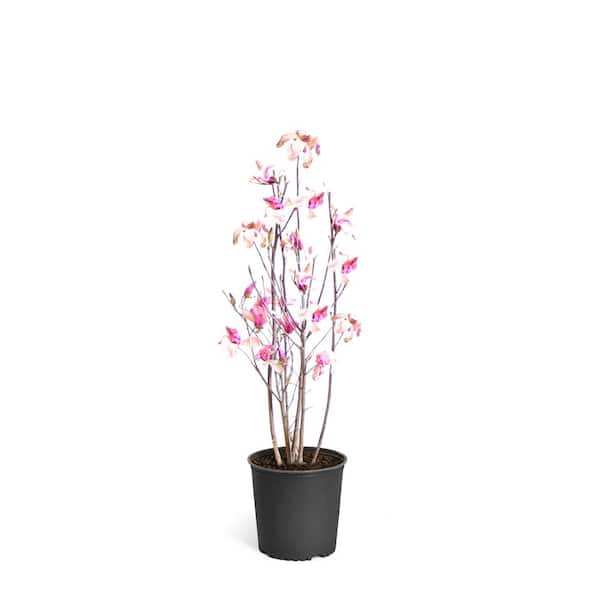 Brighter Blooms 2 Gal. Purple Jane Magnolia Tree