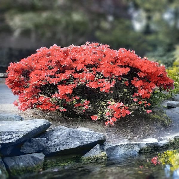 national PLANT NETWORK 3 gal. Azalea Flame Creeper Shrub with