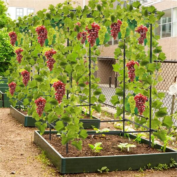 エバーフレッシュ 138cm 8号 S-shaped tree form 観葉植物 エバーフレッシュ 8号 曲り フォレストトール ブラック