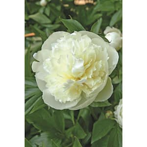 2 Gal. Duchess de Nemours Peony Live Flowering Full Sun Perennial Plant with Creamy White Flowers