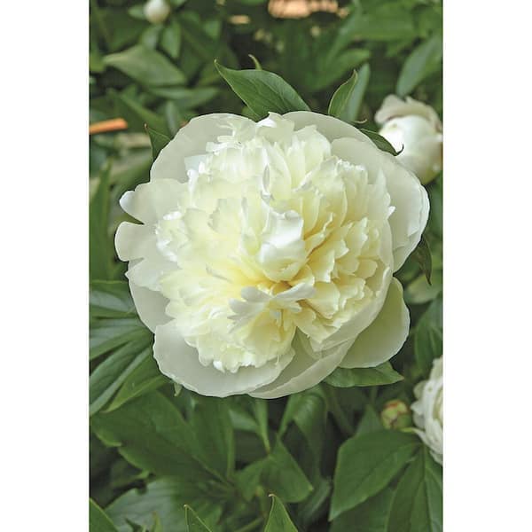 BELL NURSERY 2 Gal. Duchess de Nemours Peony Live Flowering Full Sun Perennial Plant with Creamy White Flowers