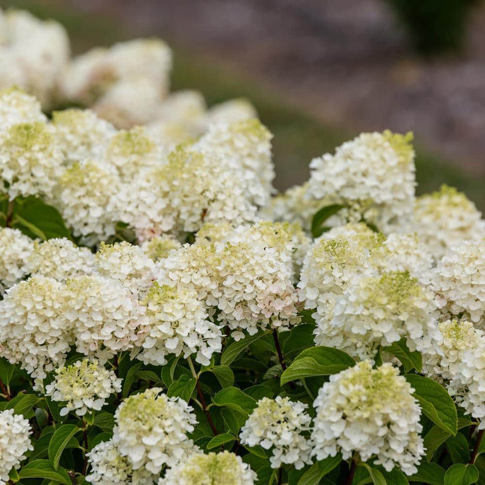 Compact Little Hottie Hydrangea, 2-Gallon Creamy White Blossoms