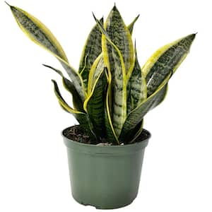 6 in. Sansevieria Snake Plant Superba in Grower Pot