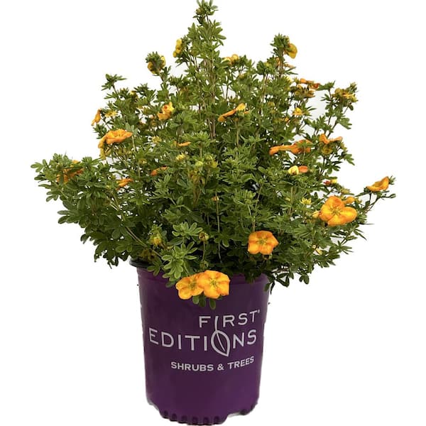 FIRST EDITIONS 2 Gal. Mandarin Tango Potentilla Live Shrub with Orange