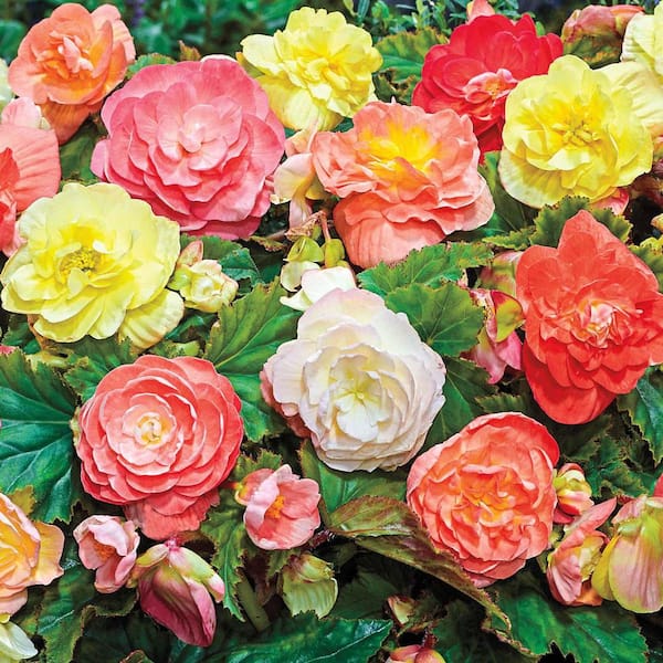 DIRECT GARDENING Multi-Color Pastel Begonia Dormant Bare Root Summer Flowering Bulb Mixture (8-Pack)