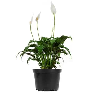 Spathiphyllum Pure White Re-Blooms Peace Lily Indoor Plant in 6 in. Growers Pot (2-Pack)
