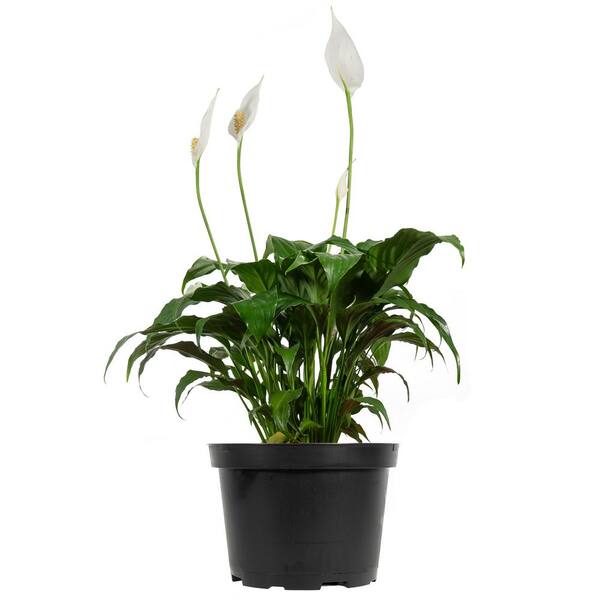 Perfect Plants Spathiphyllum Pure White Re-Blooms Peace Lily Indoor Plant in 6 in. Growers Pot (2-Pack)