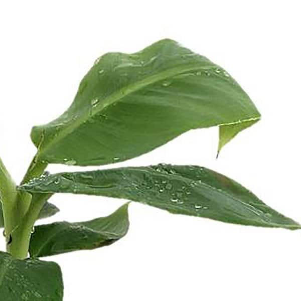 4 Qt. Banana Annual Plant
