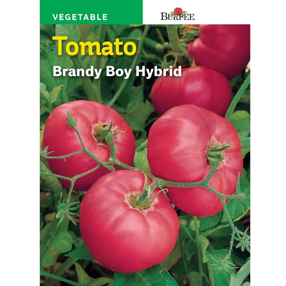 Burpee Tomato Brandy Boy Hybrid Seed 50838 - The Home Depot