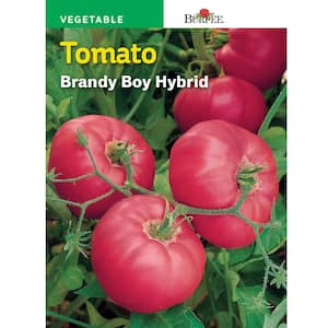 Tomato Brandy Boy Hybrid Seed