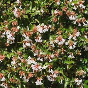 2.25 Gal. Abelia Rose Creek Flowering Shrub with White Blooms
