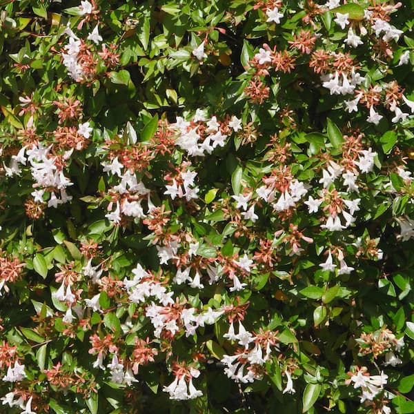 national PLANT NETWORK 2.25 Gal. Abelia Rose Creek Flowering Shrub with White Blooms