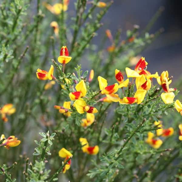 2 Gal. Sister Disco Scotch Broom (Cytisus Scoparius) Live Shrub with Yellow and Red Flowers