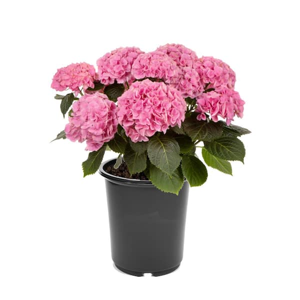 Unbranded 2.5 qt. Hydrangea macrophylla Hi River Pink Perennial Plant with Pink Flowers - 1-Pack