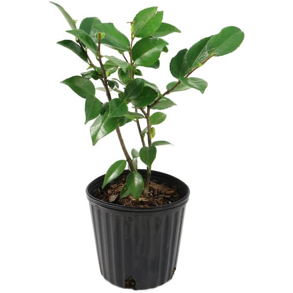 national PLANT NETWORK 2.5 Qt. High Fragrance Camellia Japonica Plant with Pink Blooms