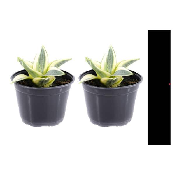 echinacea seeds bulk Echinacea Organic Seeds 150 Seeds / Organic main image 1