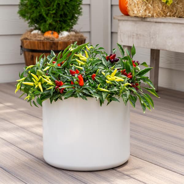 ornamental pepper plant chili