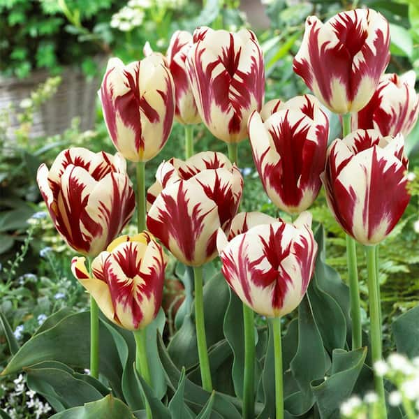 VAN ZYVERDEN Tulips Grand Perfection Bulbs (12-Pack) 88004 - The Home Depot