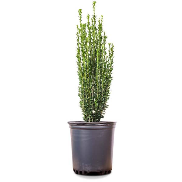 Perfect Plants Sky Pencil Holly Shrub in 3 Gal. Grower's Pot