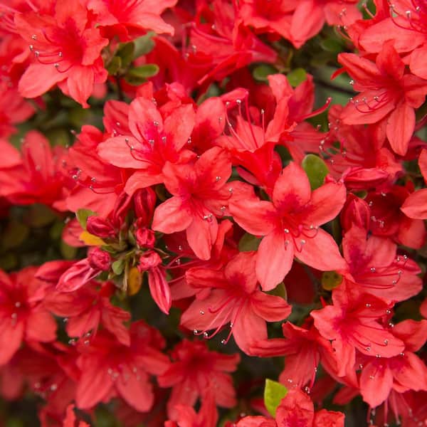 Unbranded 2.5 Quart Azalea 'Stewartstonian' Flowering Shrub with Red Flowers