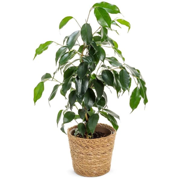 PROVEN WINNERS leafjoy Collection Ficus Benjamina Danielle Plant in 7 in. Seagrass Pot, Avg Ship Height 8 in.