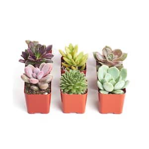 Unique Assortment of Hand Selected Fully Rooted Live Indoor Succulent Plants (6-Pack)
