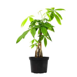 6 in. Money Tree (Pachira) Single Plant
