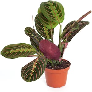 Maranta Red Prayer Plant, Hanging Live Indoor Plant, Easy Care Trailing Houseplant in 4 in. Grower Pot