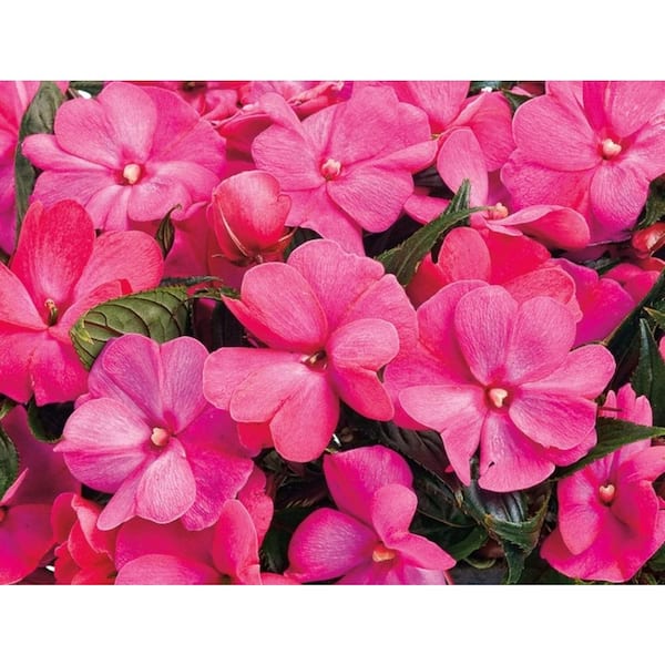 PROVEN WINNERS Infinity Electric Cherry (New Guinea Impatiens) Live Plant, Bright Pink Flowers, 4.25 in. Grande