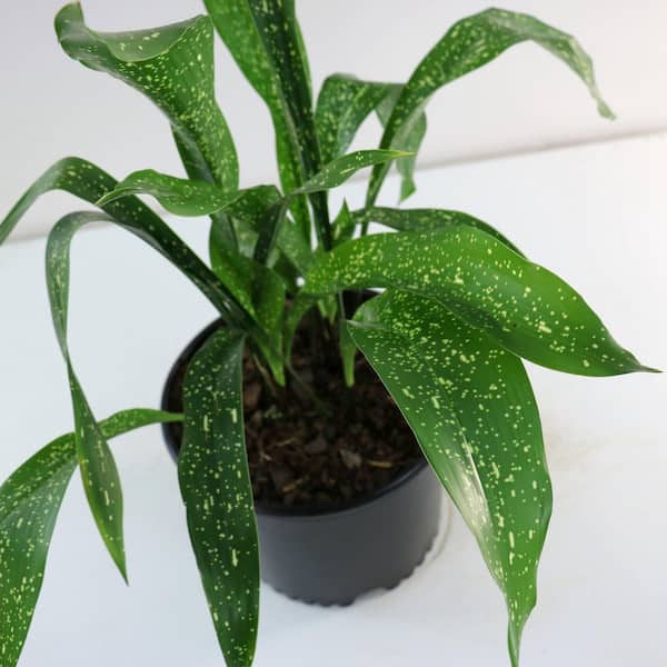national PLANT NETWORK 3 Gal. Aspidistra Spek-Tacular Plant HD2693