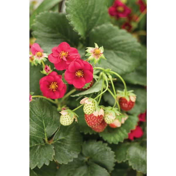 PROVEN WINNERS 4.25 in. Grande Berried Treasure Red Strawberry (Fragaria) Live Plant, Red Strawberries (4-Pack)