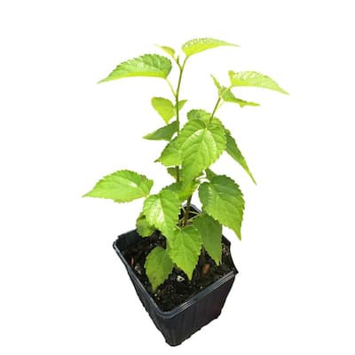 Dwarf Mulberry Plant in a 4 in. Pot