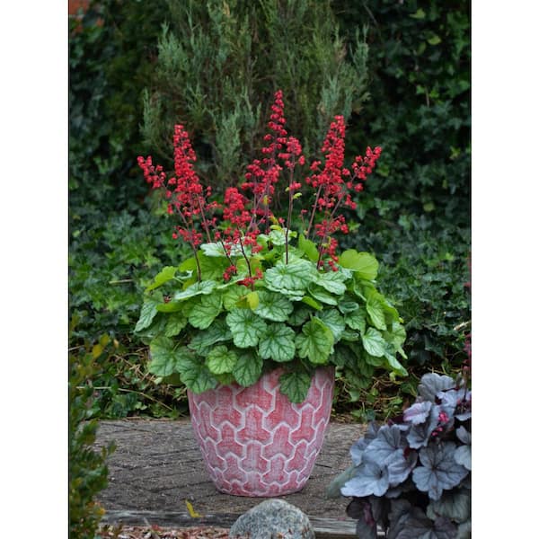 PROVEN WINNERS 4.5 in. Qt. Dolce Appletini Coral Bells (Heuchera) Live Plant, Green Foliage and Pink Flowers