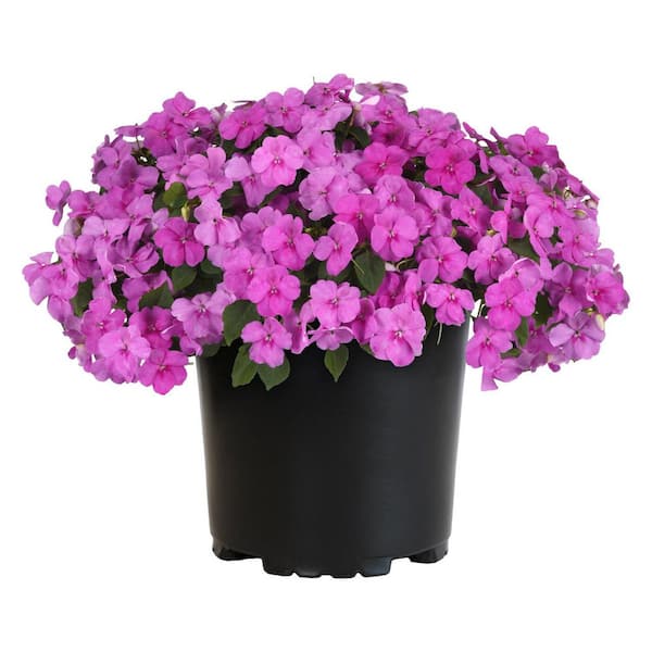 BEACON 2.5 Qt. Violet Beacon Impatiens Outdoor Annual Plant with Purple Flowers