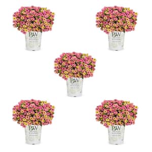 1.5-Pint Proven Winners Calibrachoa Superbells Prism Pink Lemonade Bicolor Annual Plant (5-Pack)