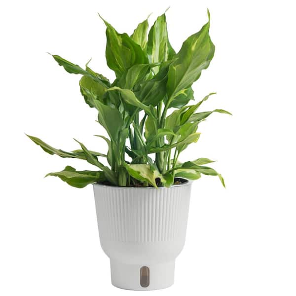 Costa Farms Trending Tropical Spathonema Aglaonema Indoor Plant in 6 in. Self-Watering Pot