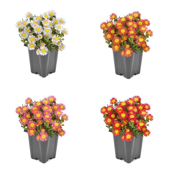 Unbranded 1.0 PT Delosperma Wheels of Wonder Mix Perennial Plant with Multi-Colored Flowers - (4-Pack)