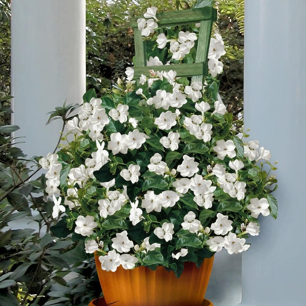 2.5 qt. White Jasmine Sambac Plant in Pot