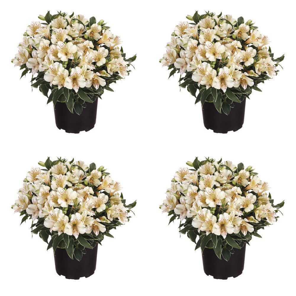 2.5 qt. Alstroemeria 'Colorita Fabiana' Perennial Plant with
