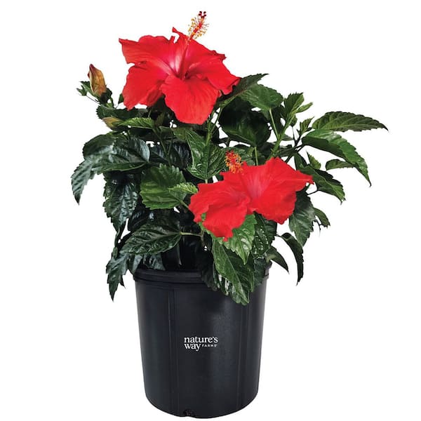 ALTMAN PLANTS Hibiscus/Hibiskiss Planter Sq 7 in. 633733 - The