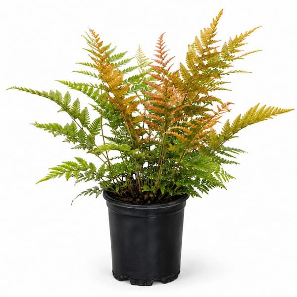 2.5 qt. Autumn Fern (Dryopteris Erythrosora) Live Semi-Evergreen Plant, Copper and Green Foliage