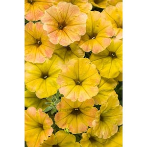 4.25 in. Grande Supertunia Honey (Petunia) Live Plant, Yellow and Pink Flowers (4-Pack)