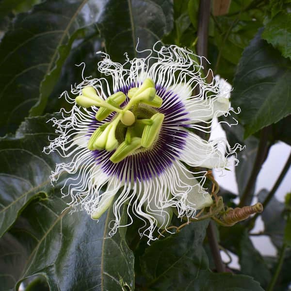 National Plant Network 4 in. Passion Fruit Poppin' Passion, 3-Pack
