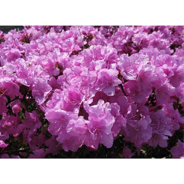 BELL NURSERY 1 Gal. Elsie Lee Azalea Live Shrub, Lavender Flowers (3-Pack)