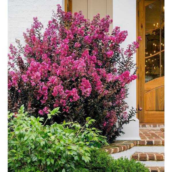 SOUTHERN LIVING 2 Gal. Delta Fusion Crape Myrtle, Live Deciduous
