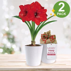 26/28 cm Red Lion Amaryllis Bulb Gift Kit with White Container (2PK)
